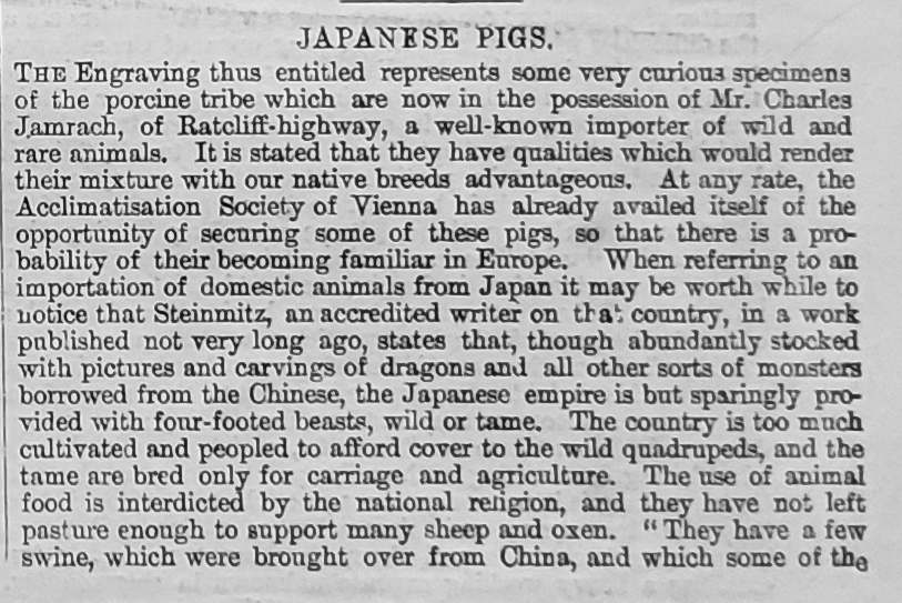 japanese pigs text